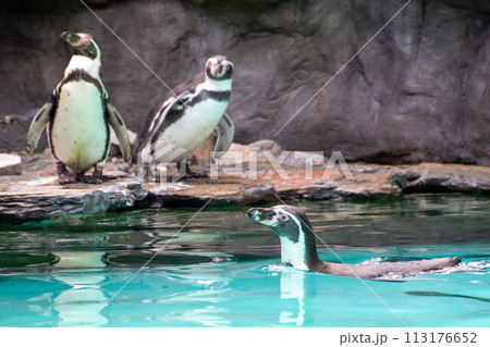 Couple of Humboldt penguins standing on a rocky shore. Couple of Humboldt penguins standing on a rocky shore. 113176652