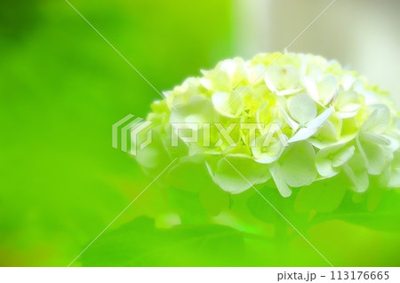 清々しい白花紫陽花 113176665