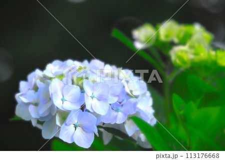 爽やかな薄紫の紫陽花の花 113176668