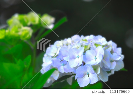 爽やかな薄紫の紫陽花の花 113176669