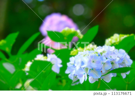 爽やかな水色の紫陽花の花 113176671