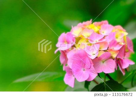 鮮やかなピンクの紫陽花の花 113176672