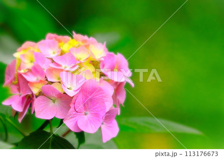 鮮やかなピンクの紫陽花の花 113176673