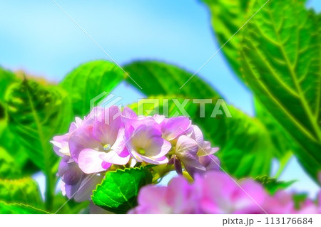 快晴の青空と可憐なピンクの紫陽花の花 113176684