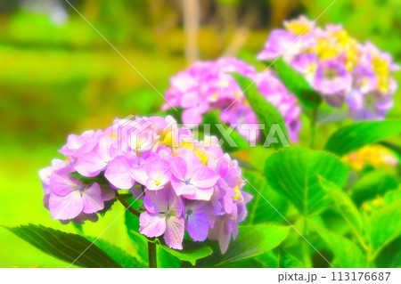 爽やかな赤紫の紫陽花の花 113176687