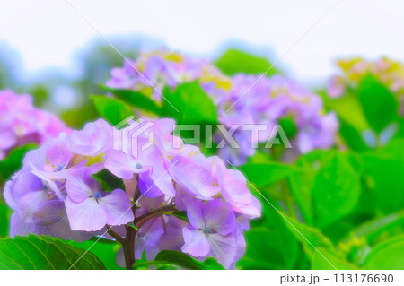 清々しい赤紫の紫陽花の花 113176690