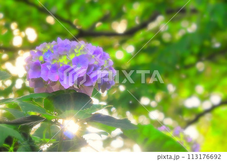 鮮やかな青紫の紫陽花 113176692