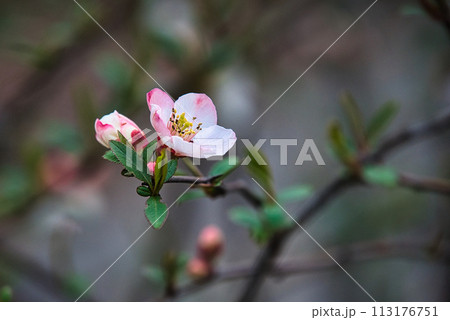 白とピンクの混ざった花びらの色が美しいボケの花 白とピンクの混ざった花びらの色が美しいボケの花 113176751