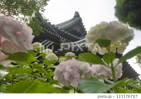 西宮市神呪寺の仁王門と紫陽花 113176787