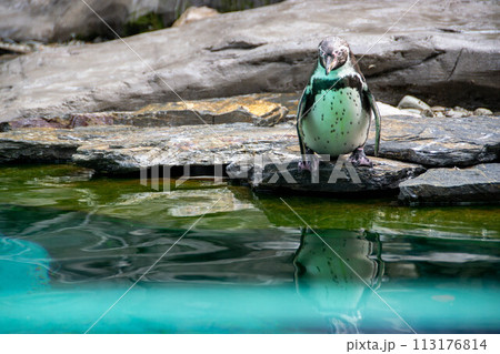 a penguin walking on rocks 113176814