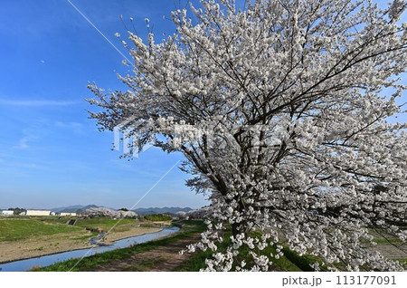 桜咲く丹波篠山 113177091
