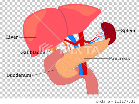 Names of the parts of the pancreas, liver, gallbladder, spleen, and duodenum 113177333
