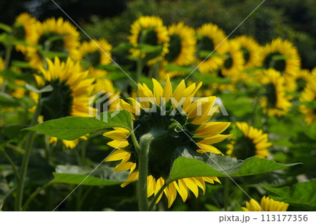 夏花の黄色い絨毯 座間会場座架依橋の向日葵 113177356