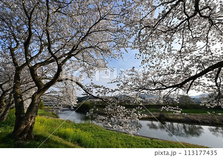 桜咲く丹波篠山 桜咲く丹波篠山 113177435