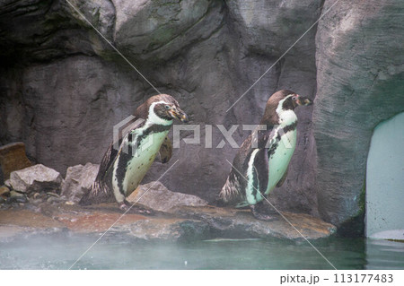 a penguin walking on rocks a penguin walking on rocks 113177483