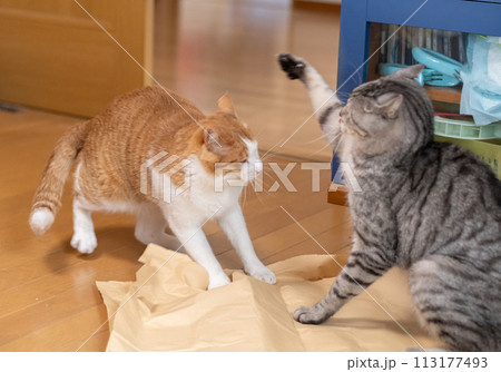 ケンカする二匹の猫 ケンカする二匹の猫 113177493