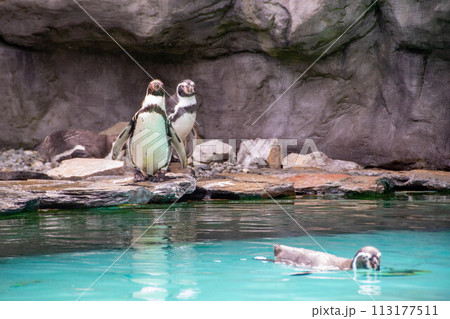 a penguin walking on rocks 113177511