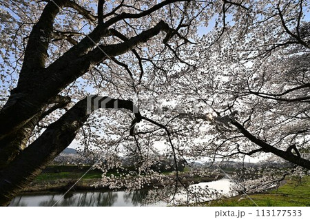 桜咲く里山の春の風景 113177533