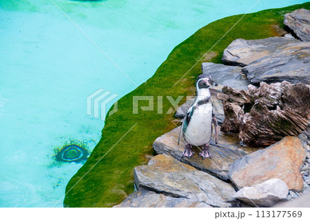 Couple of Humboldt penguins standing on a rocky shore. Couple of Humboldt penguins standing on a rocky shore. 113177569