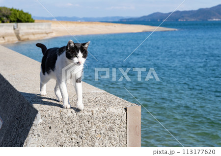 堤防の上の猫 黒白猫 堤防の上の猫 黒白猫 113177620