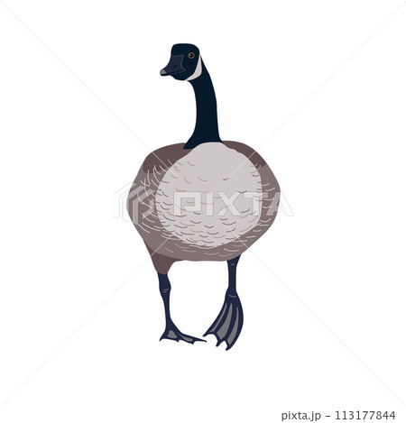 Isolated Canada geese icon, vector isolated illustration. Standing bird. Isolated Canada geese icon, vector isolated illustration. Standing bird. 113177844