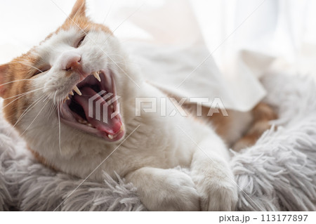 欠伸をする猫　茶トラ白 113177897