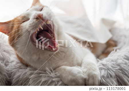 欠伸をする猫 茶トラ白 欠伸をする猫 茶トラ白 113178001
