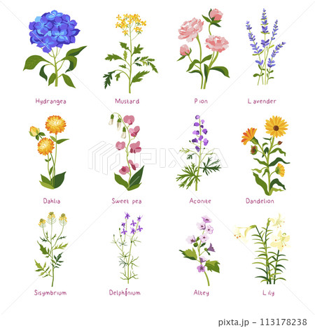 Spring flower and wildflower with names, vector 113178238