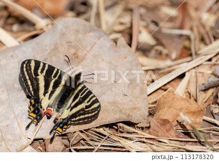 ギフチョウ 113178320