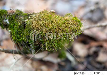 A tree trunk with moss on it and a sky background A tree trunk with moss on it and a sky background 113178505