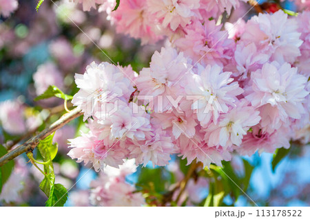Sakura blossom. Pink japanese cherry bloom flowers on blurred spring background 113178522