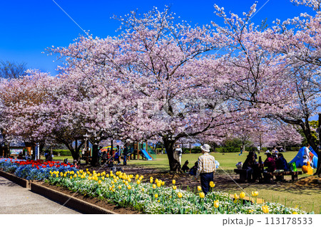 寺山いこいの広場　桜とチューリップ　春爛漫 113178533