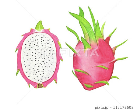 Hand drawn ripe dragon fruit, watercolor illustration 113178608
