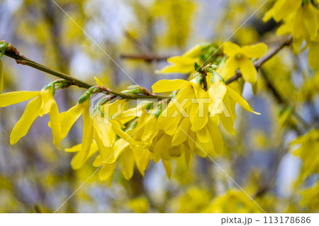 Fields planted with corn. green corn sprouts in a field at a ranch. A branch of a forsythia tree with yellow flowers 113178686