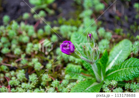 A purple flower is growing on a patch of grass and has a small patch of moss on it. 113178688