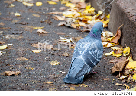 Closeup of beautiful pigeon in the park, selective focus. Closeup of beautiful pigeon in the park, selective focus. 113178742