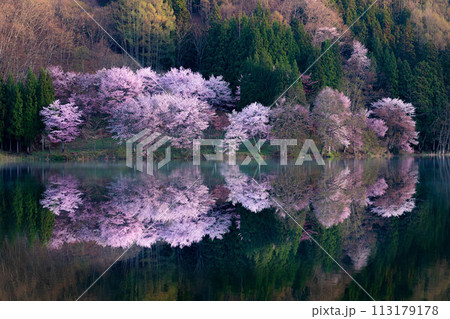 【信州の春】中綱湖のオオヤマザクラ・リフレクション【長野県】 113179178