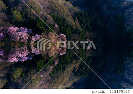 【信州の春】中綱湖のオオヤマザクラ・リフレクション【長野県】 113179197