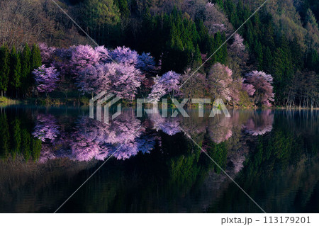 【信州の春】中綱湖のオオヤマザクラ・リフレクション【長野県】 【信州の春】中綱湖のオオヤマザクラ・リフレクション【長野県】 113179201