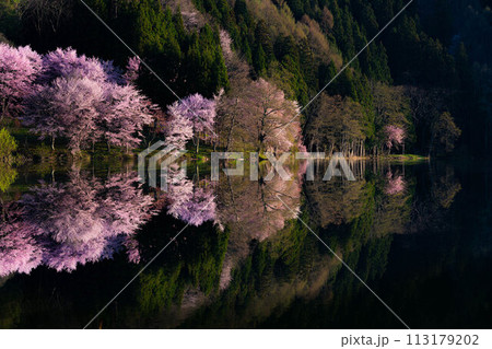 【信州の春】中綱湖のオオヤマザクラ・リフレクション【長野県】 113179202