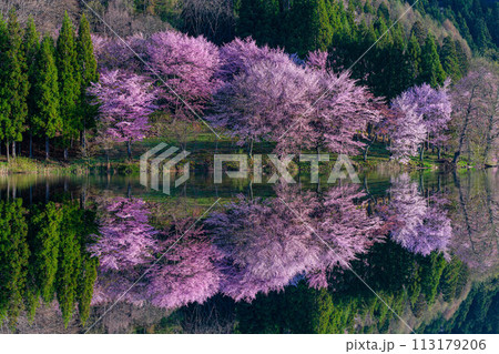 【信州の春】中綱湖のオオヤマザクラ・リフレクション【長野県】 113179206