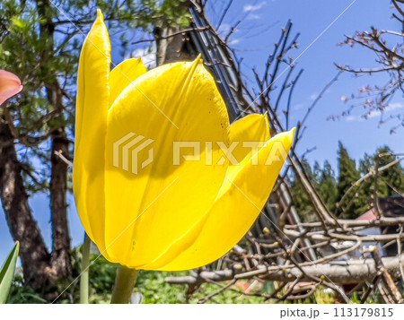 庭に咲いた黄色いチューリップの花 113179815