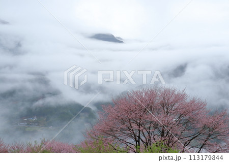 ひょうたん桜公園から山村を眺める (高知県 仁淀川町) ひょうたん桜公園から山村を眺める (高知県 仁淀川町) 113179844