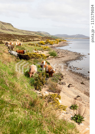 Grazing Scottish cows by a tranquil loch in the heart of Scotland, framed by a vertical composition 113179884