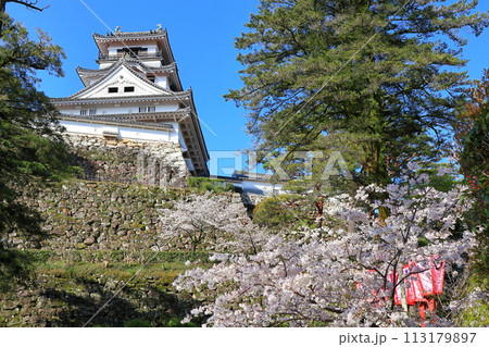 【高知県】快晴の高知城と満開の桜 【高知県】快晴の高知城と満開の桜 113179897