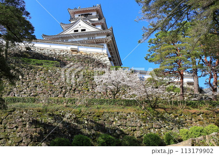 【高知県】快晴の高知城と満開の桜 【高知県】快晴の高知城と満開の桜 113179902