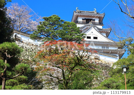 【高知県】快晴の高知城と満開の桜 【高知県】快晴の高知城と満開の桜 113179913
