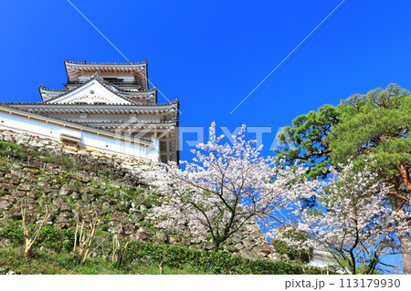 【高知県】快晴の高知城と満開の桜 113179930