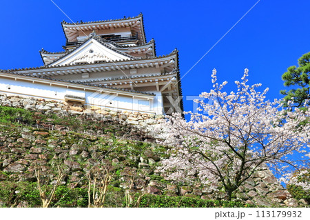 【高知県】快晴の高知城と満開の桜 113179932