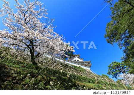 【高知県】快晴の高知城と満開の桜 113179934